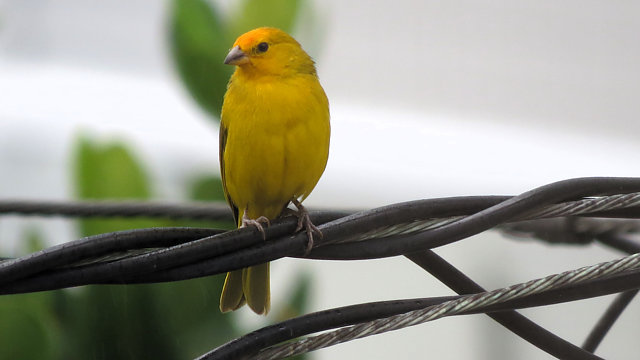 foto-can-rio-da-terra-sicalis-flaveola-por-rodrigo-c-barbosa-wiki