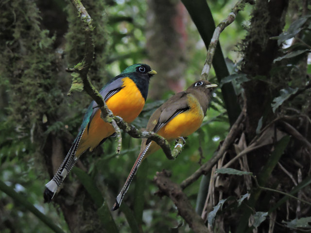 Foto surucuádourado (Trogon chrysochloros) Por Júlio Castellain Wiki