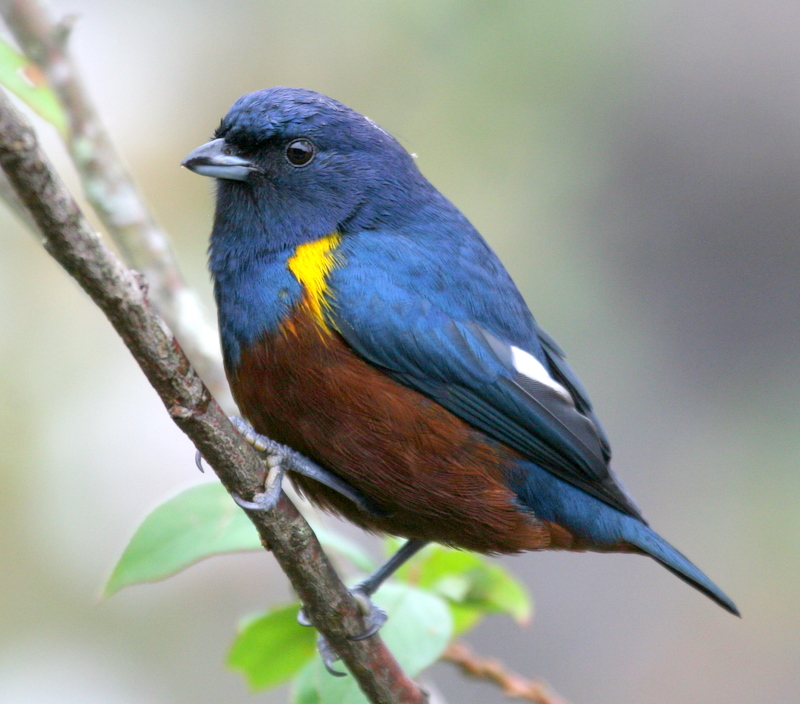 Foto ferro-velho (Euphonia pectoralis) Por Helio Pereira | Wiki Aves ...