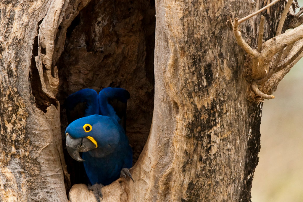 foto-arara-azul-anodorhynchus-hyacinthinus-por-virginio-sanches