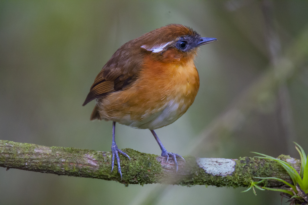 Foto chupa-dente-do-nordeste (Conopophaga cearae) Por Marcel Lucena | Wiki Aves - A Enciclopédia das Aves do Brasil