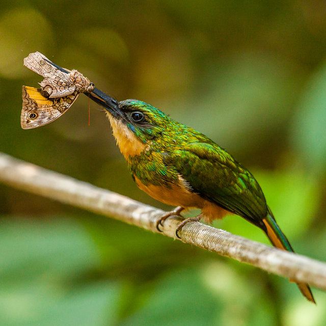 foto-ariramba-de-cauda-ruiva-galbula-ruficauda-por-lecio-narciso