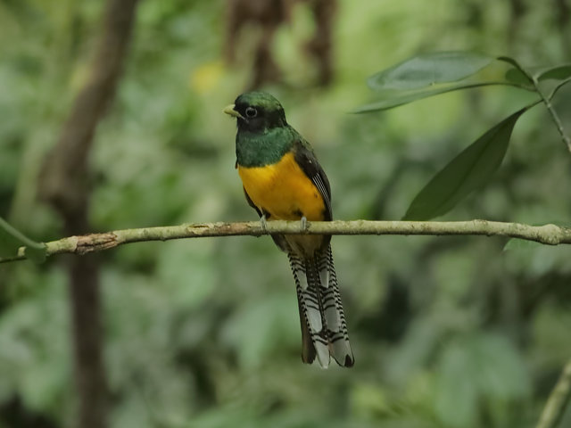 Foto surucuádourado (Trogon chrysochloros) Por Altevir Depetris Wiki