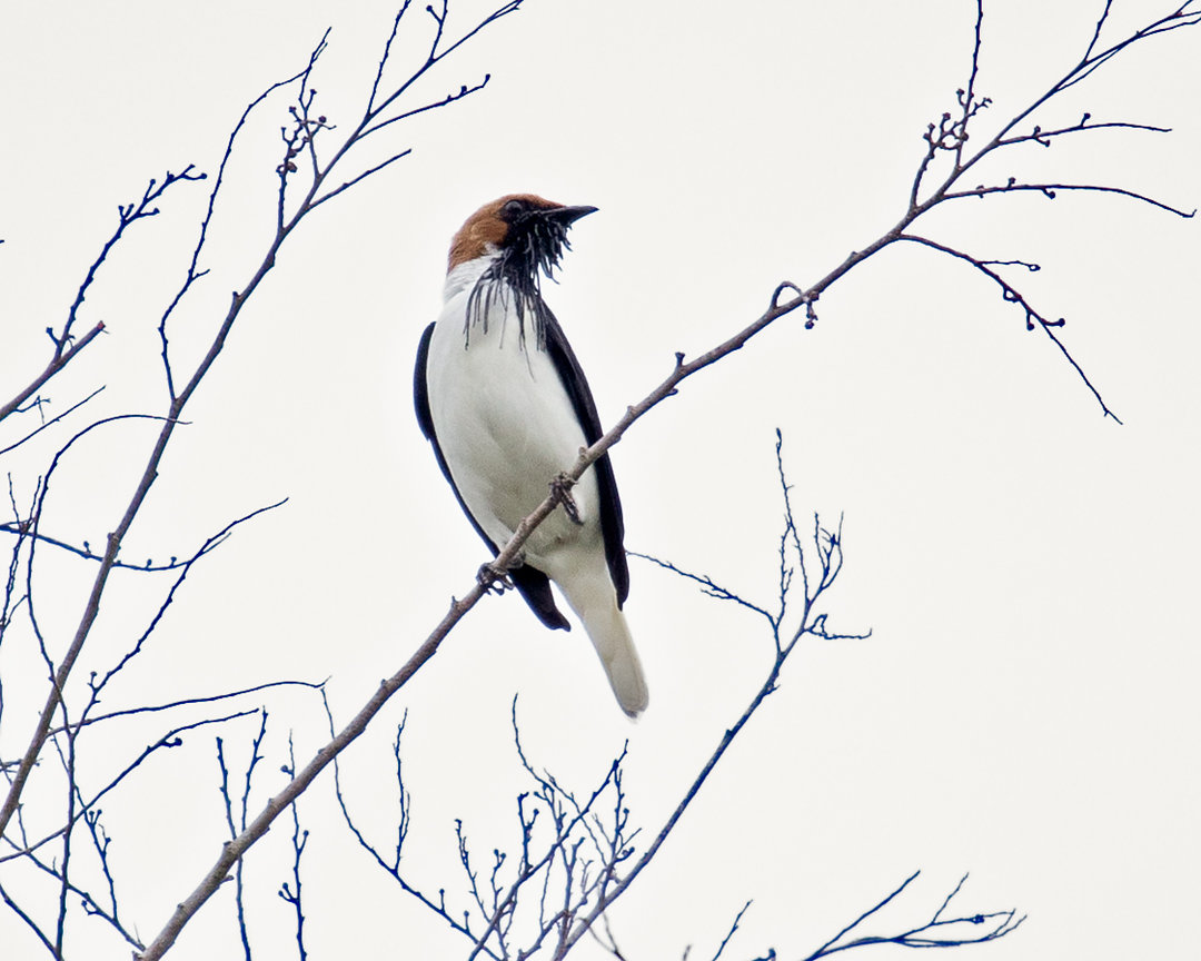 Foto arapongadonordeste (Procnias averano) Por Juliano Marcondes