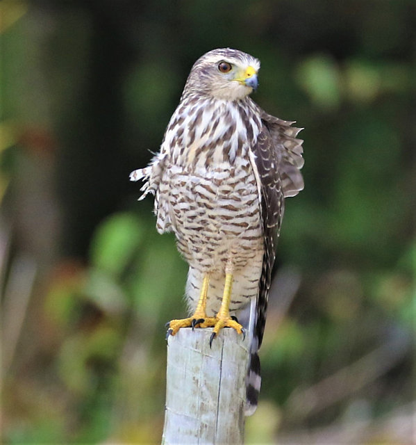 foto-gavi-o-carij-rupornis-magnirostris-por-mats-hildeman-wiki