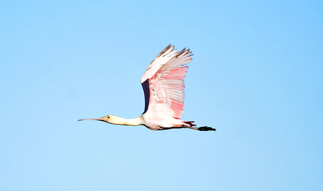 Foto colhereiro (Platalea ajaja) Por Vinicius Santana | Wiki Aves - A ...