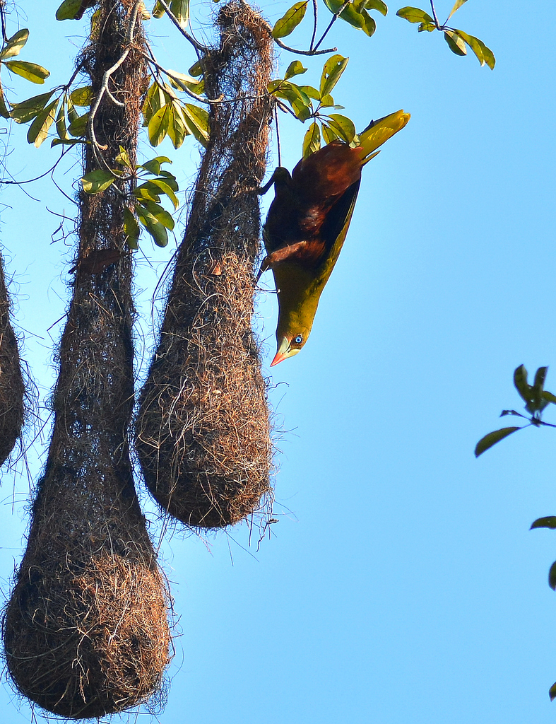 Foto japu-verde (Psarocolius viridis) Por Robson Czaban | Wiki Aves - A ...
