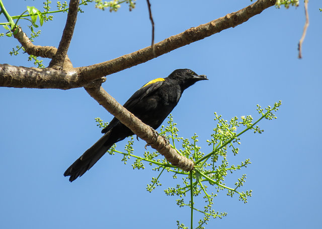 Foto inhapim (Icterus cayanensis) Por Lucas Leandro Barbosa | Wiki Aves ...