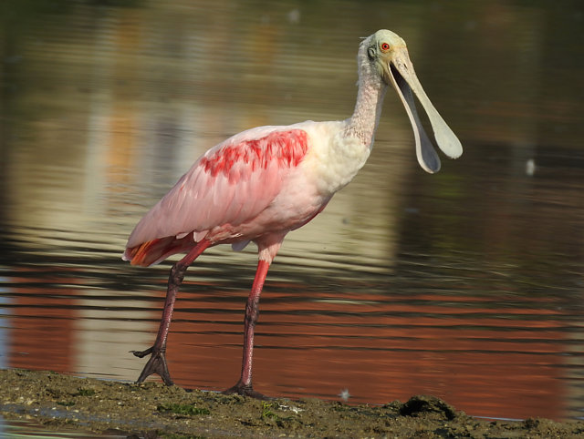 Foto colhereiro (Platalea ajaja) Por Sandro Paixão | Wiki Aves - A ...