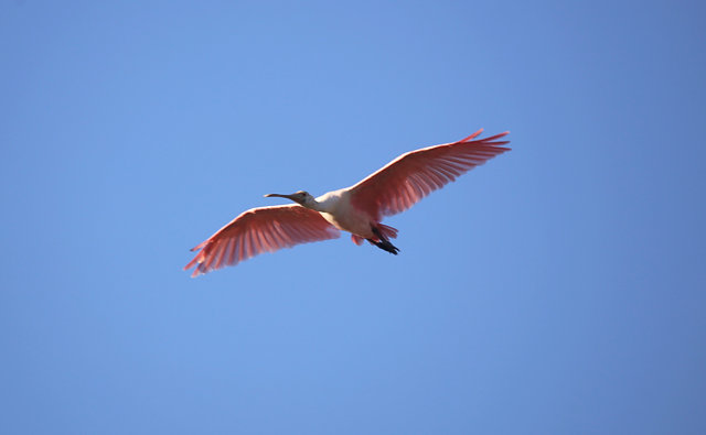 Foto colhereiro (Platalea ajaja) Por Luiz Gonzaga | Wiki Aves - A ...
