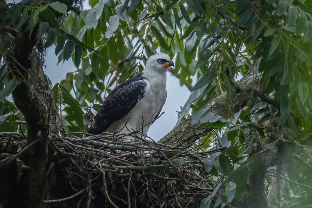 Foto gavião-pato (Spizaetus melanoleucus) Por Kacau ...