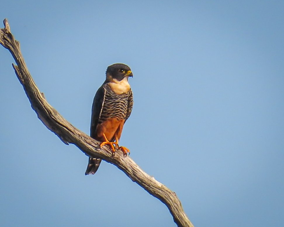 Foto cauré (Falco rufigularis) Por Vitória A. Rodrigues | Wiki Aves - A ...