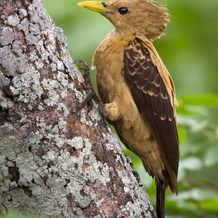 pica-pau-amarelo (Celeus flavus) | WikiAves - A Enciclopédia das Aves ...