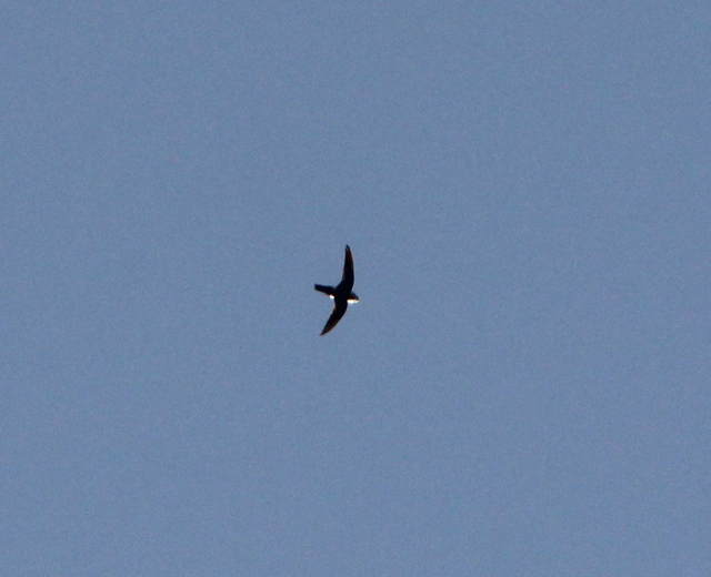 Foto andorinhãoserrano (Aeronautes montivagus) Por Renata Biancalana