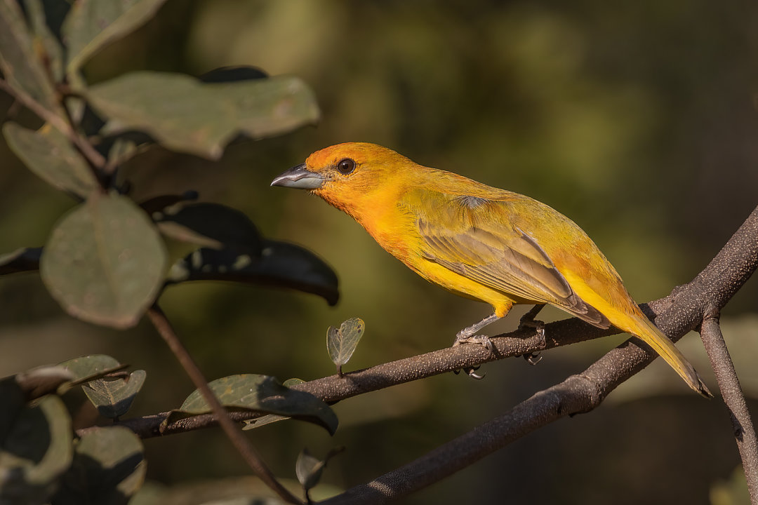foto-sanha-o-de-fogo-piranga-flava-por-bertrando-campos-wiki-aves