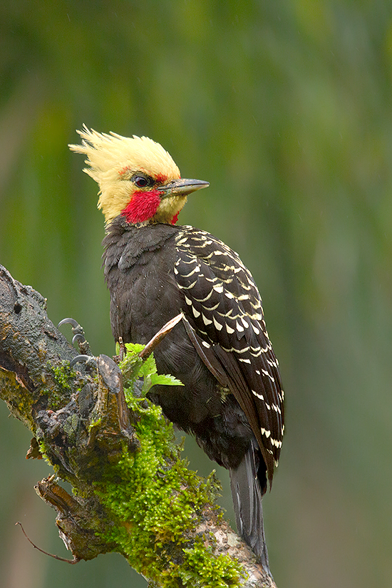Foto pica-pau-de-cabeça-amarela (Celeus flavescens) Por Júlio Silveira ...