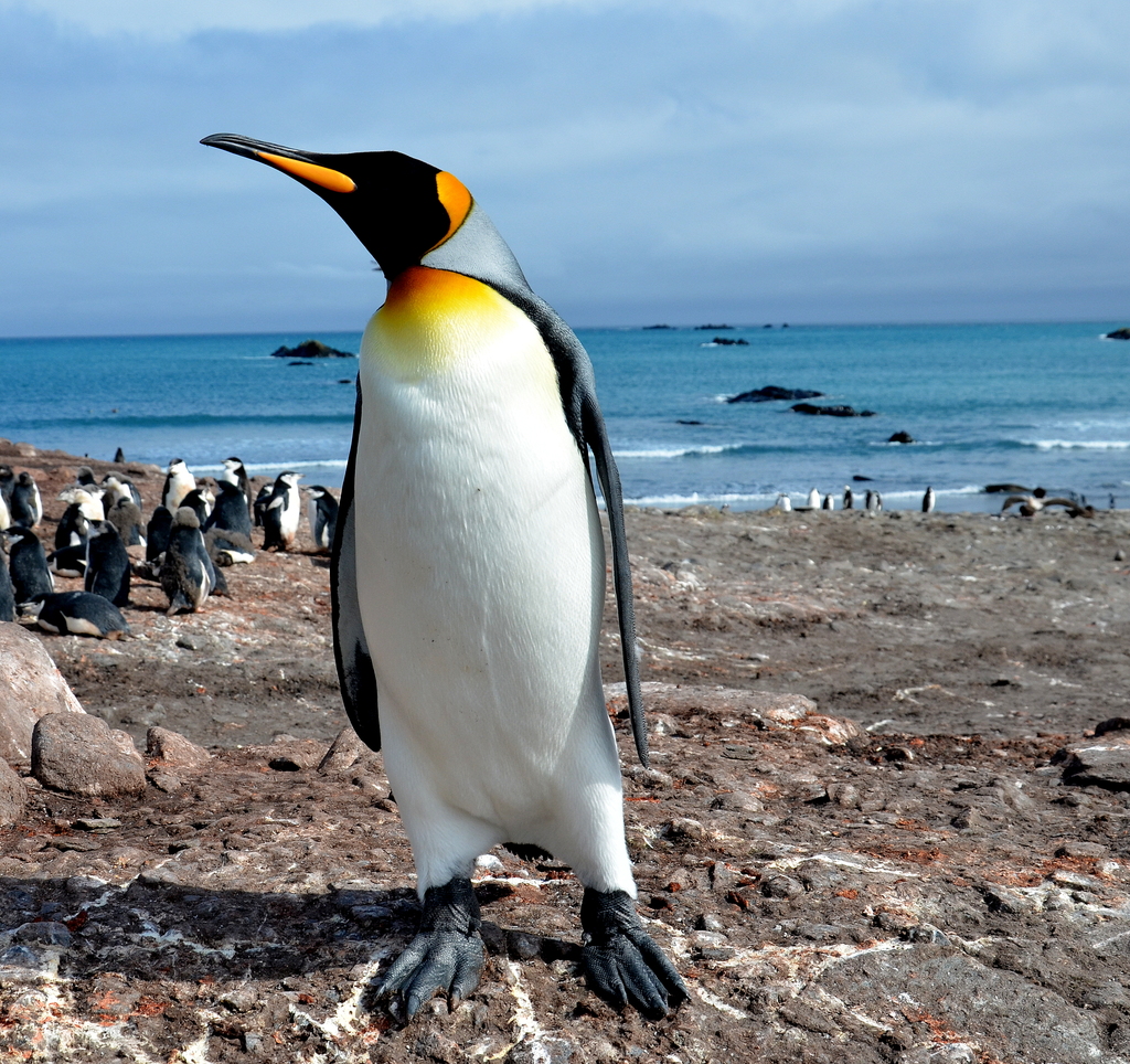 Foto pinguim-rei (Aptenodytes patagonicus) Por Cesar Santos | Wiki Aves ...