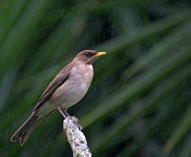 Foto sabiá-poca (Turdus amaurochalinus) Por Dario Sanches | Wiki Aves ...