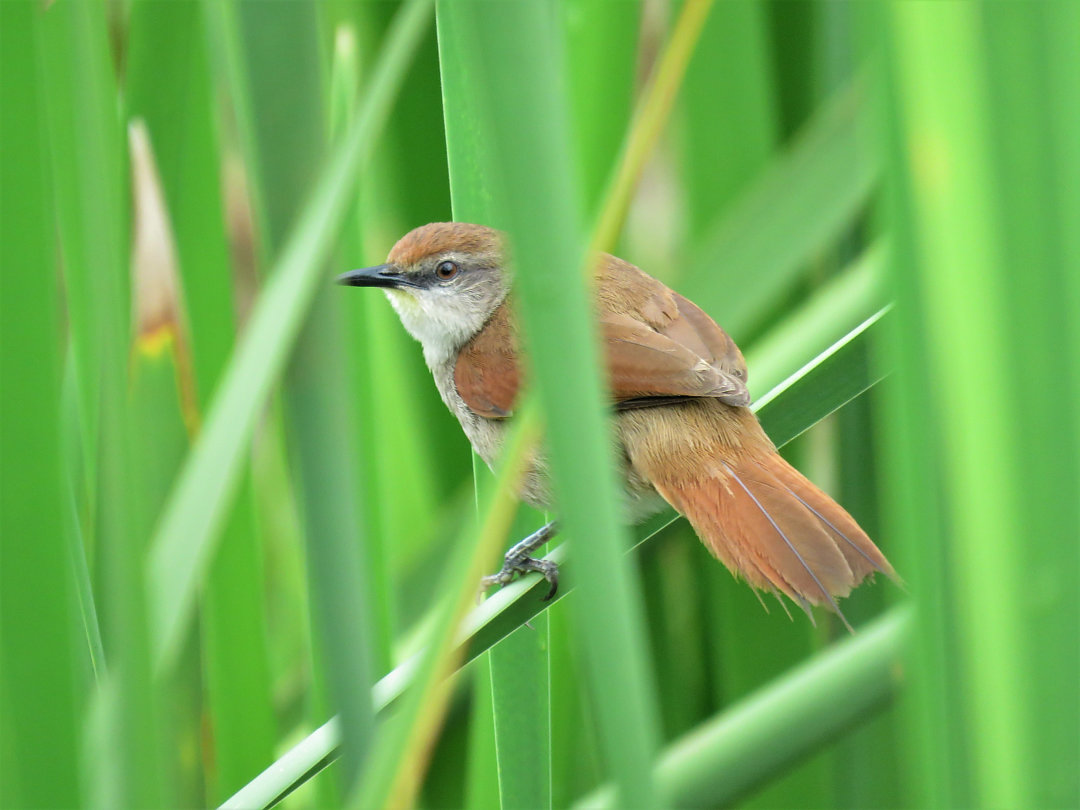 foto-curuti-certhiaxis-cinnamomeus-por-alex-alamelo-wiki-aves-a