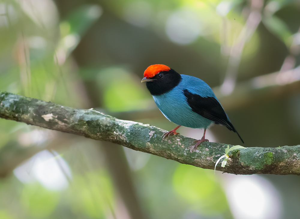 Foto tangará (Chiroxiphia caudata) Por Daniel Mello | Wiki Aves - A ...