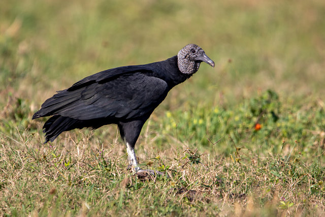 Foto Urubu preto Coragyps Atratus Por Ronaldo Francisco Wiki Aves foto-urubu-preto-coragyps-atratus-por-ronaldo-francisco-wiki-aves