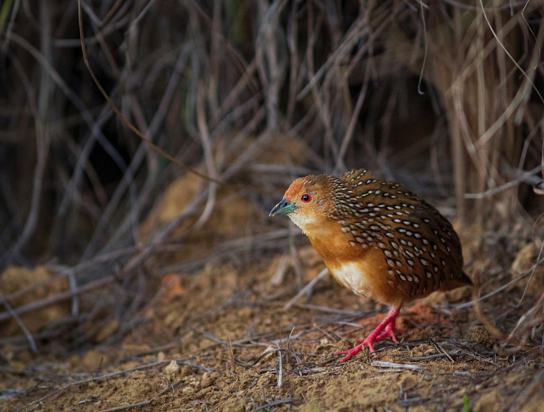 Foto maxalalagá (Micropygia schomburgkii) Por Marcia Tavares Wiki