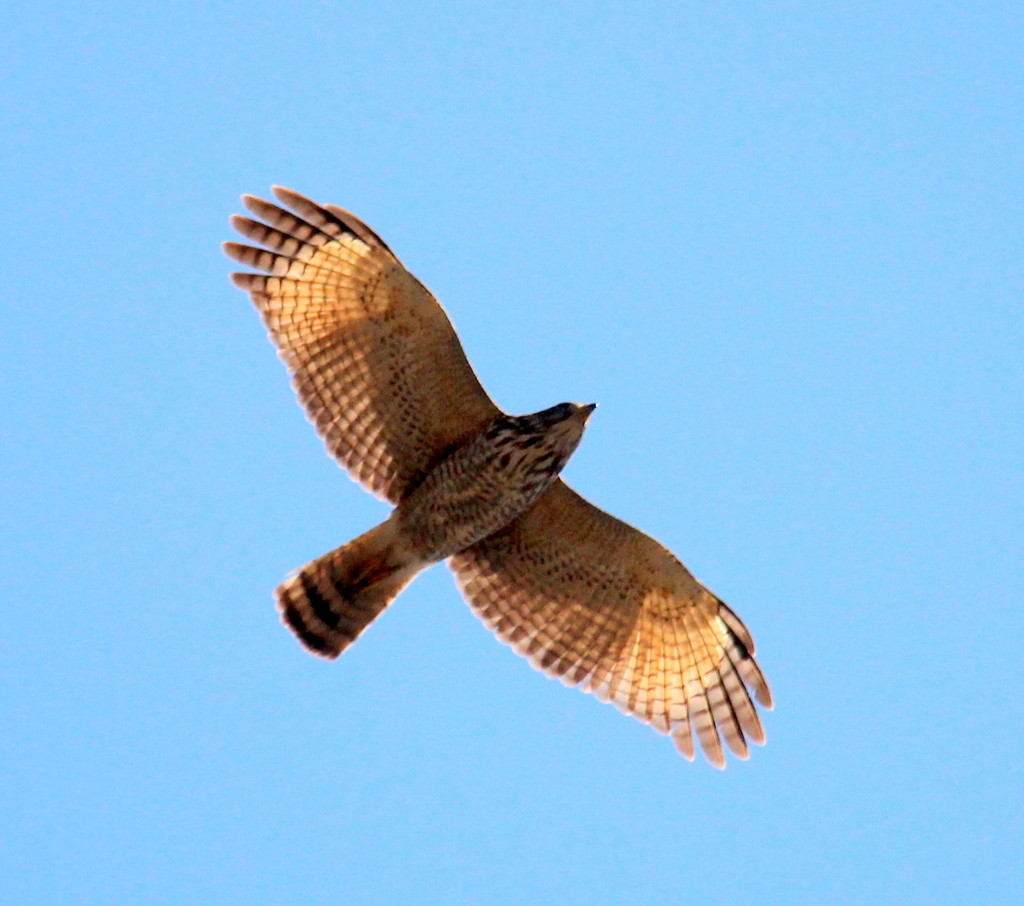 Foto gavião-carijó (Rupornis magnirostris) Por Helena Backes | Wiki ...
