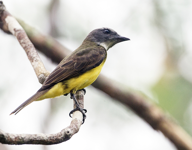 Foto suiriridegargantarajada (Tyrannopsis sulphurea) Por Pedro Ávila