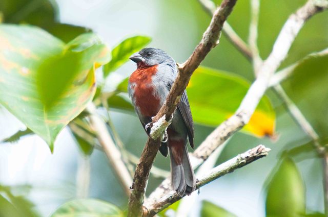 foto-caboclinho-de-peito-castanho-sporophila-castaneiventris-por
