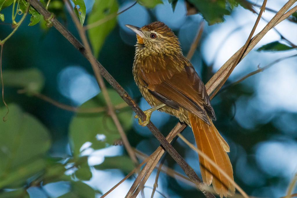 Foto raboamarelo (Thripophaga macroura) Por Jose