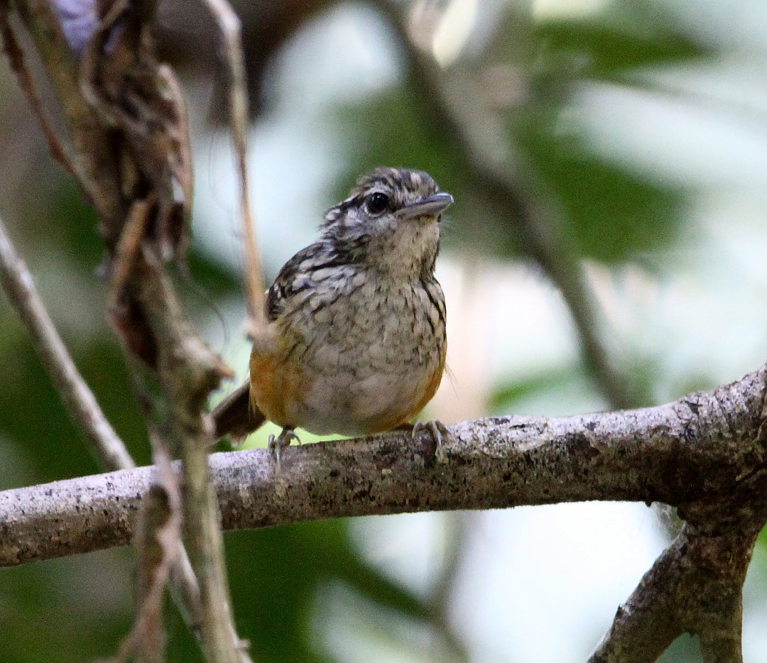 Foto cantadorsinaleiro (Hypocnemis peruviana) Por Julio Guedes Wiki