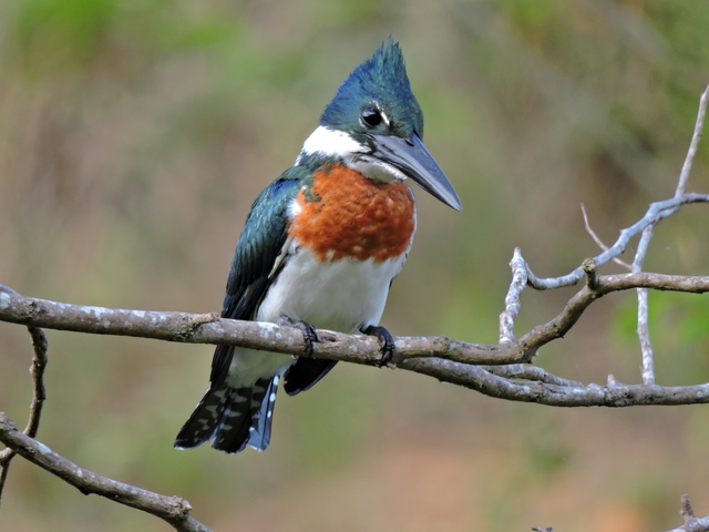 martim-pescador-verde (Chloroceryle amazona) | WikiAves - A Enciclopédia  das Aves do Brasil