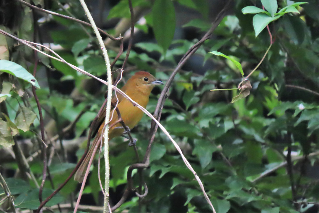 Foto ti galo loriotus cristatus por cadu young wiki aves a