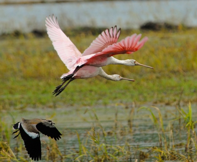 Foto colhereiro (Platalea ajaja) Por Rafael Fortes | Wiki Aves - A ...