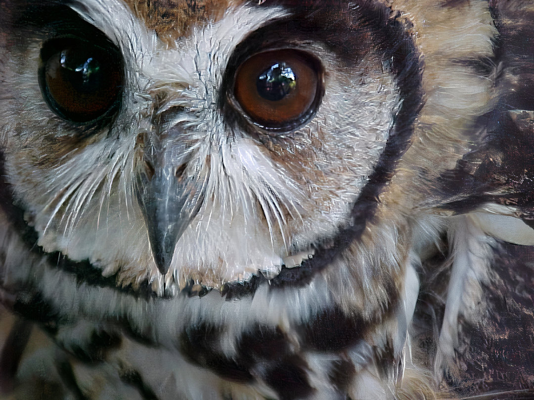 foto-coruja-orelhuda-asio-clamator-por-alex-alamelo-wiki-aves-a