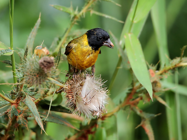 foto-pintassilgo-spinus-magellanicus-por-altevir-depetris-wiki-aves