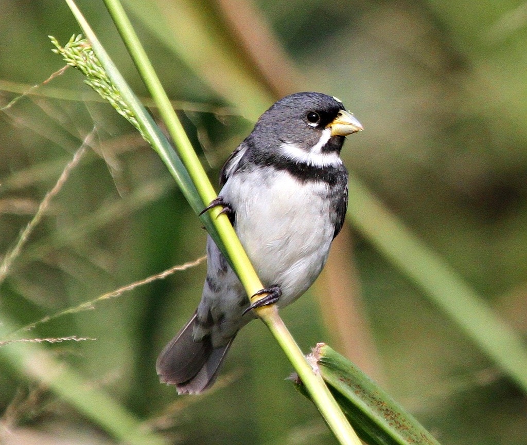 foto-coleirinho-sporophila-caerulescens-por-antonio-vilela-wiki