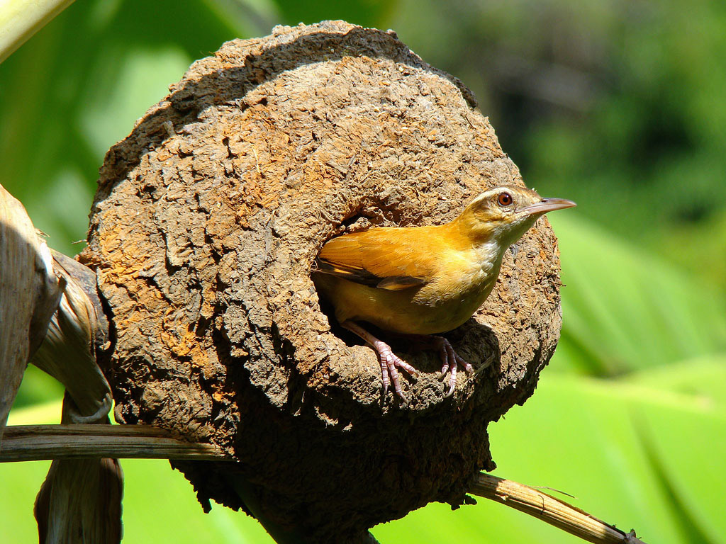 Foto casaca-de-couro-amarelo (Furnarius leucopus) Por André Adeodato ...
