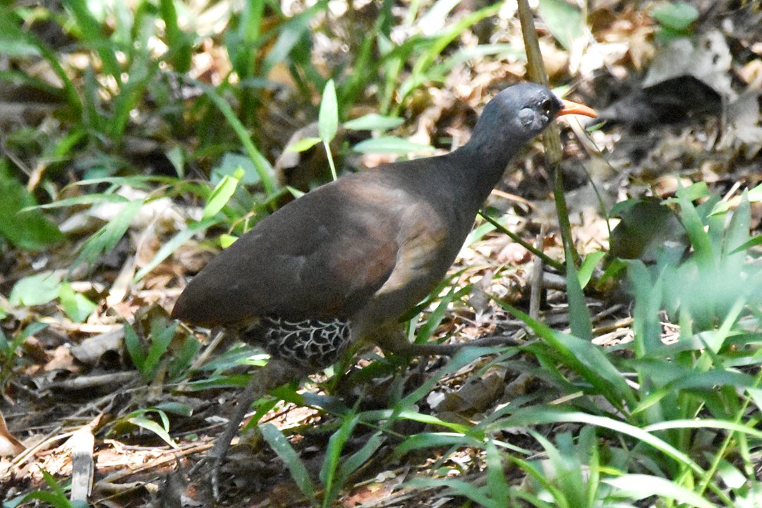 foto-inhambu-chint-crypturellus-tataupa-por-thomaz-barrella-wiki