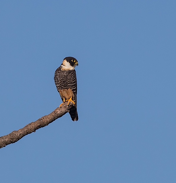 Foto cauré (Falco rufigularis) Por Luiz Damasceno | Wiki Aves - A ...