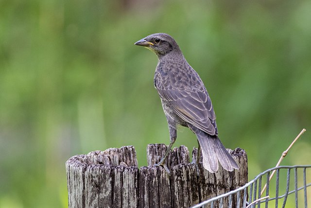 Foto chupim (Molothrus bonariensis) Por Jezuel Serafim | Wiki Aves - A ...