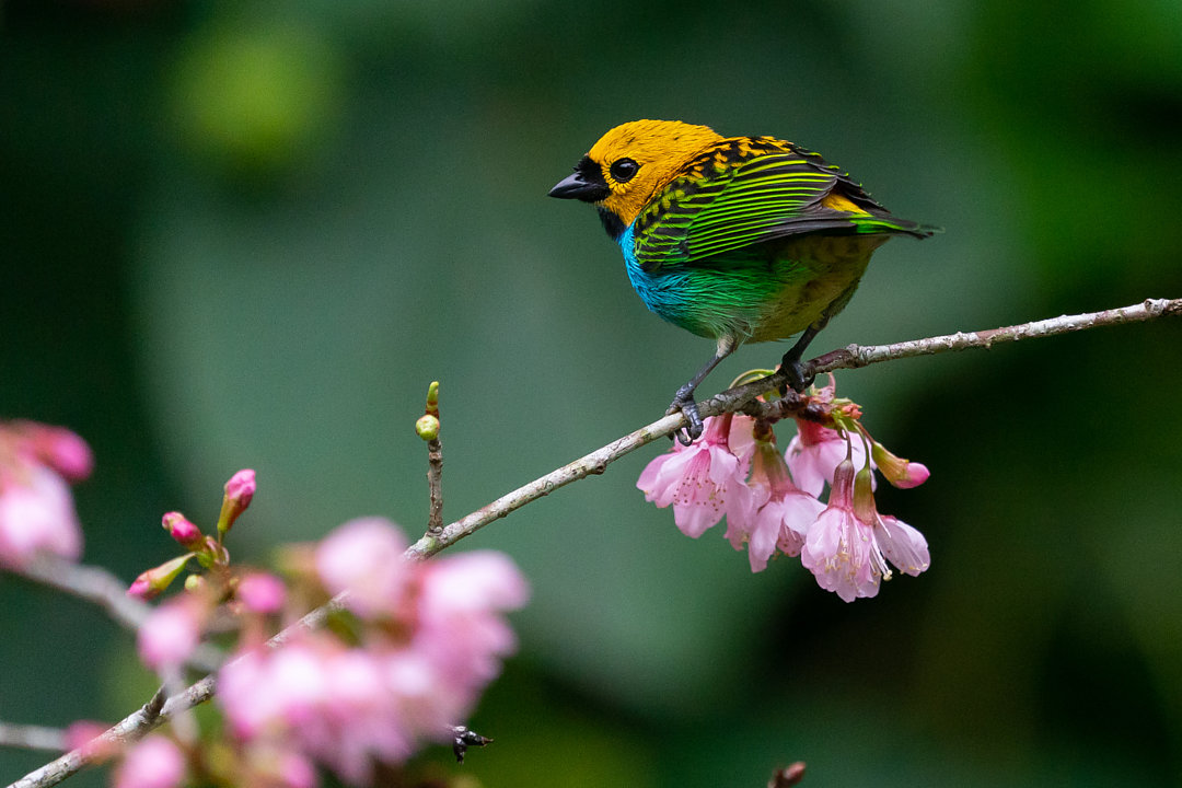 foto-sa-ra-douradinha-tangara-cyanoventris-por-joao-quental-wiki