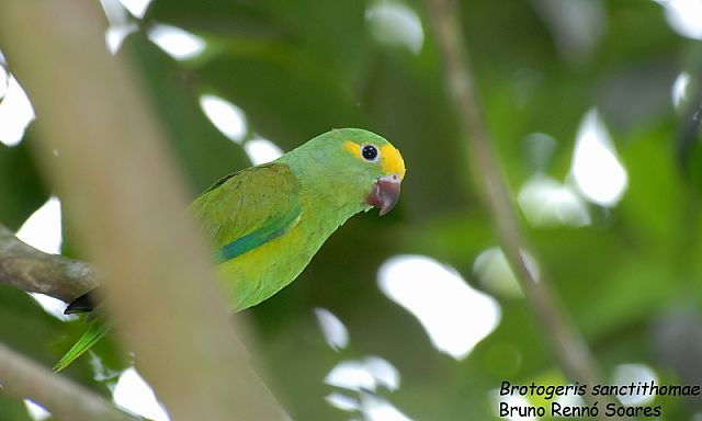 Foto periquitotestinha (Brotogeris sanctithomae) Por Bruno Rennó