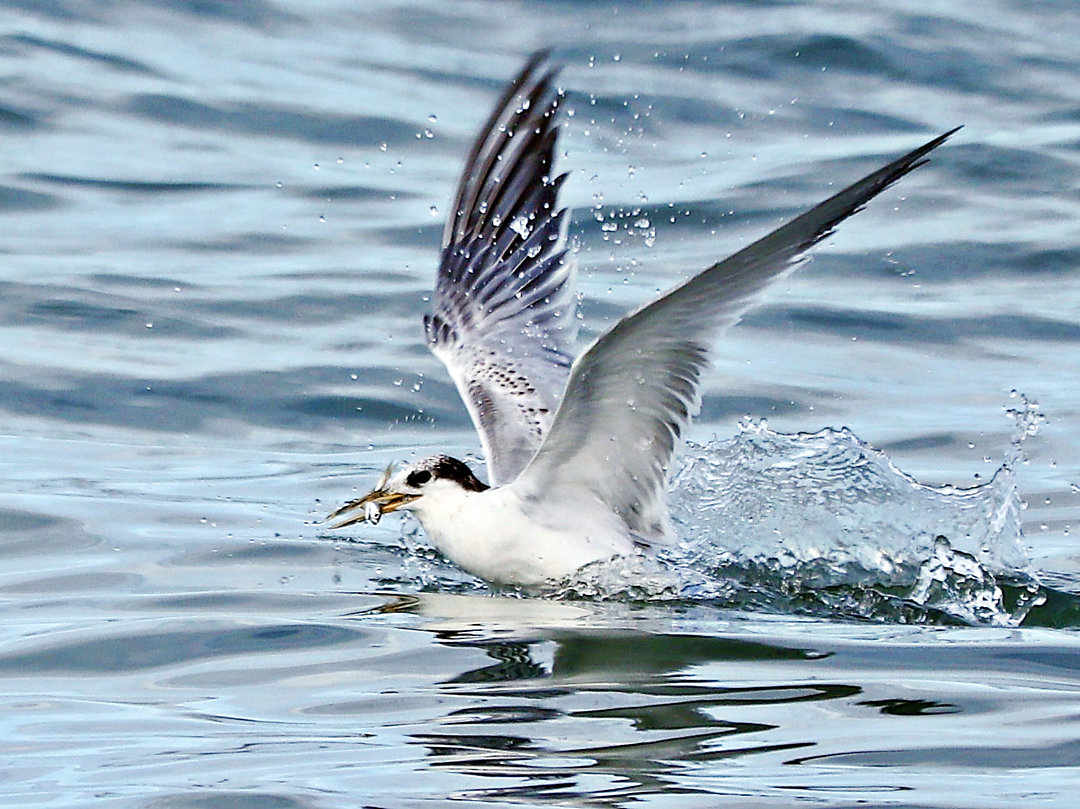 Foto trintaréisdebando (Thalasseus acuflavidus) Por Chermont P