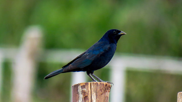 Foto chupim (Molothrus bonariensis) Por Adriano P. Souza | Wiki Aves ...