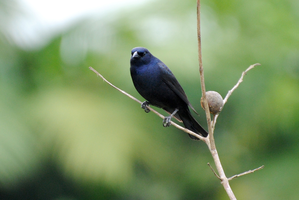 Foto chupim (Molothrus bonariensis) Por Kathlen Volkmann | Wiki Aves ...