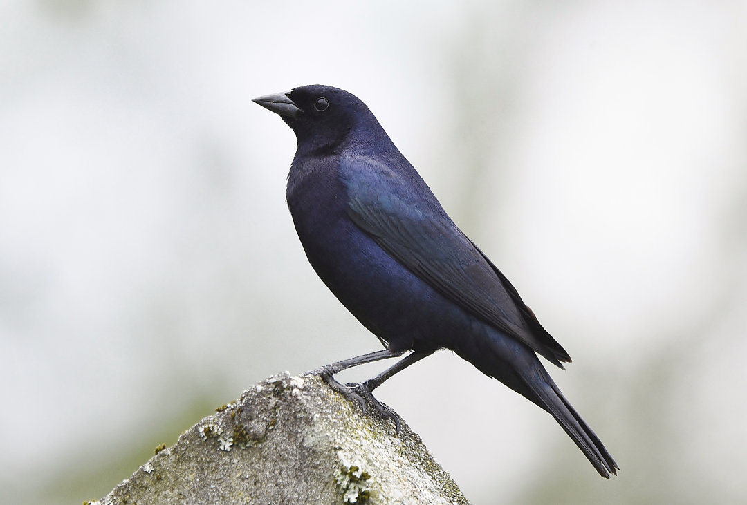 Foto chupim (Molothrus bonariensis) Por Maicon Molina (Guia) | Wiki ...