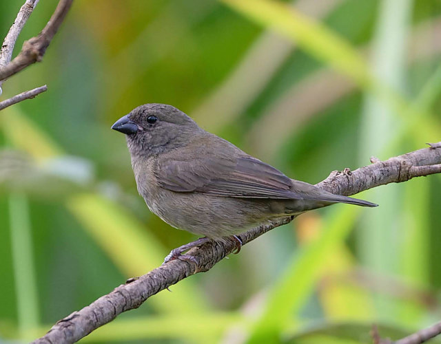 Foto cigarrapreta (Asemospiza fuliginosa) Por Miguel Veronez Wiki