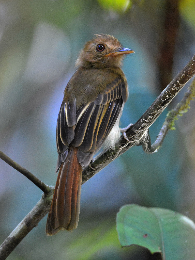 Foto flautimpardo (Cnipodectes subbrunneus) Por Robson Czaban Wiki