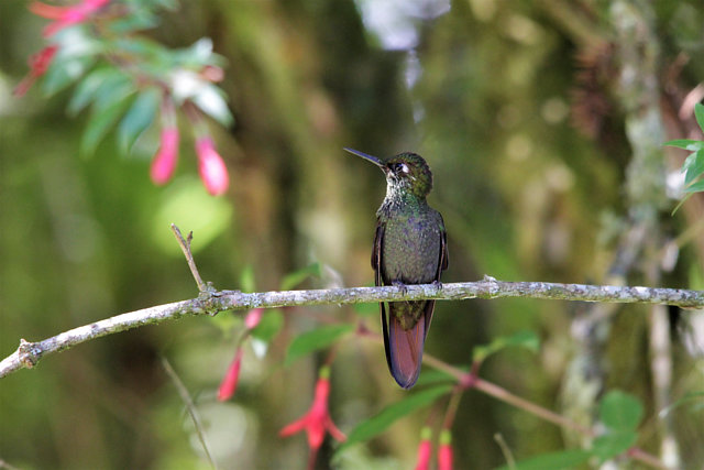 Foto beija-flor-rubi (Heliodoxa rubricauda) Por Guia Roberto Botelho ...